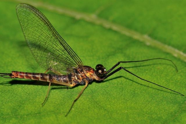 Ecdyonurus?
